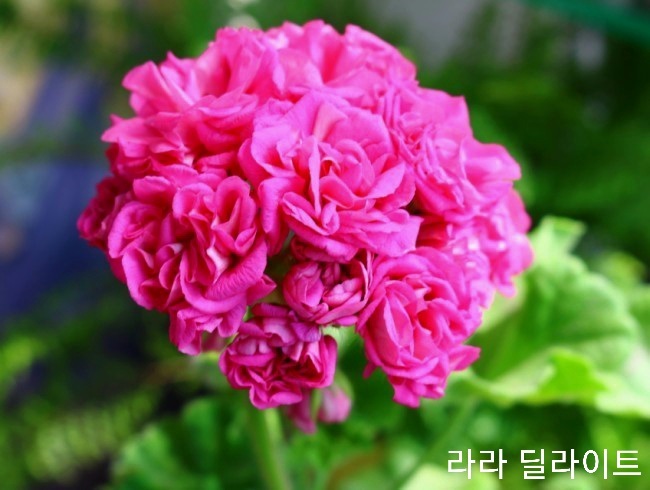 딜라이트 이미지