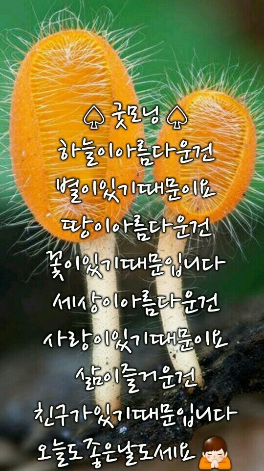 웃으면돼지 이미지