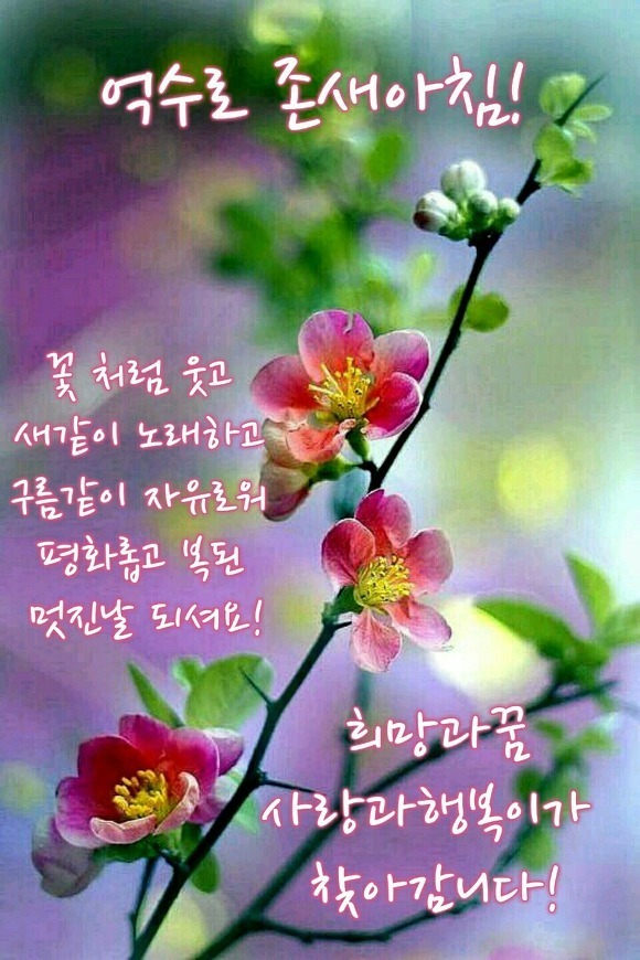 웃으면돼지 이미지