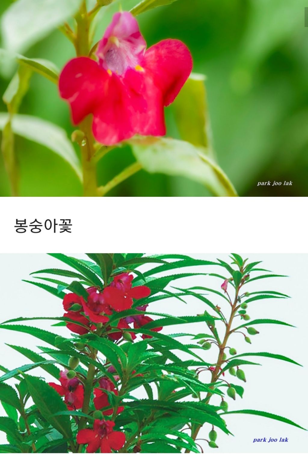봉선화 이미지