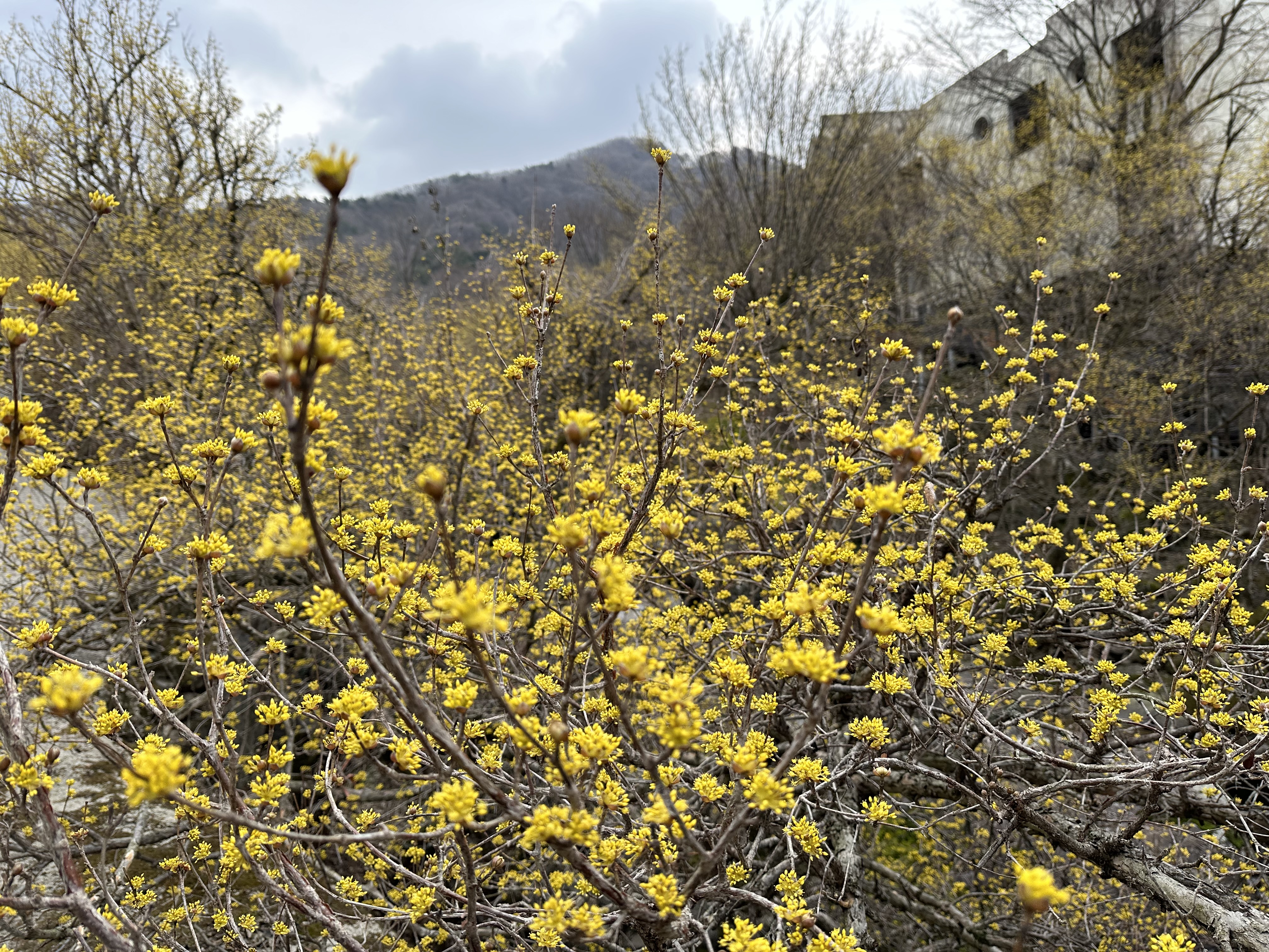 지리산밧데리 이미지