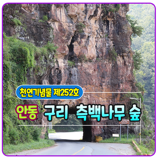 작은나무숲 이미지