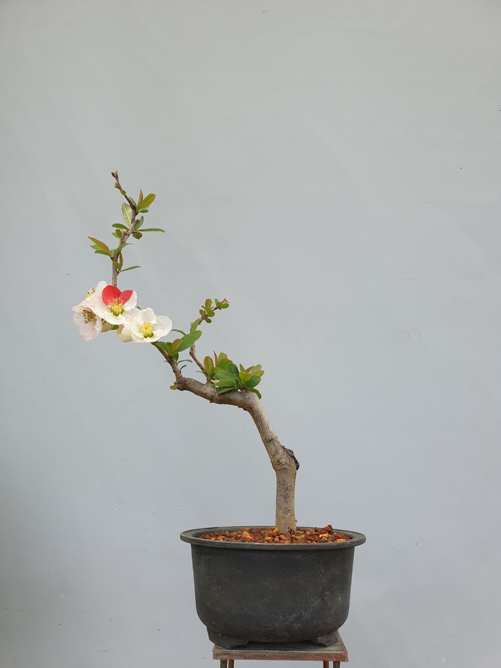 일월성 사진 3