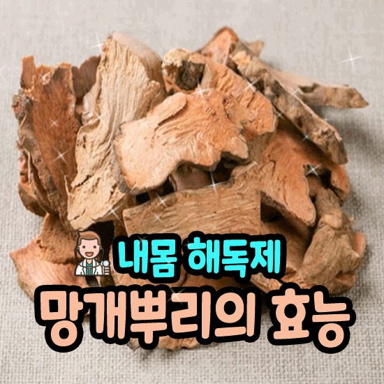 Daum 카페
