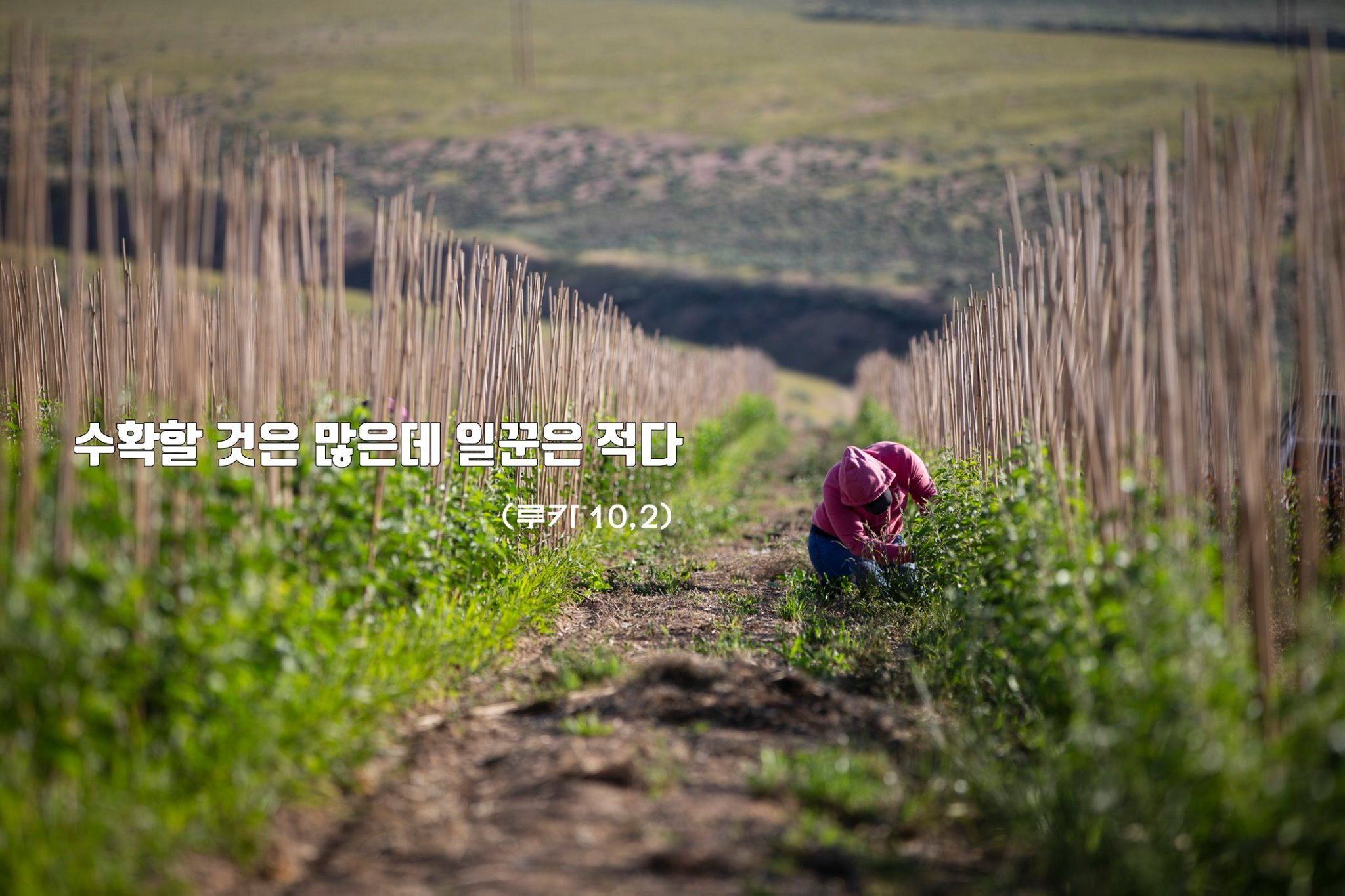 복음주보 이미지