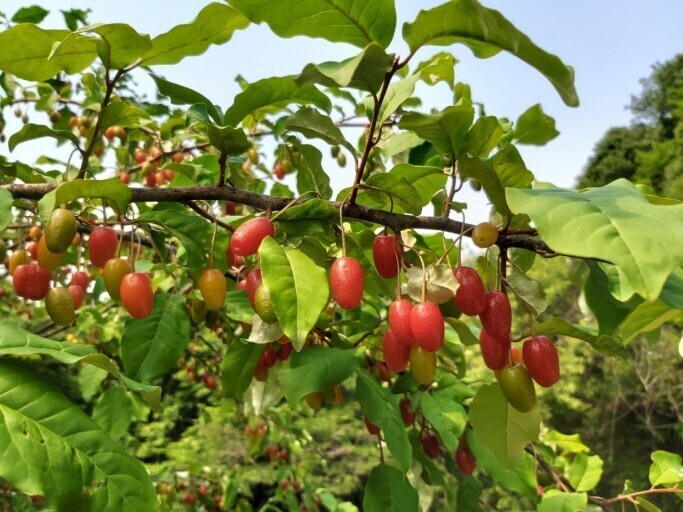 일편단심 이미지