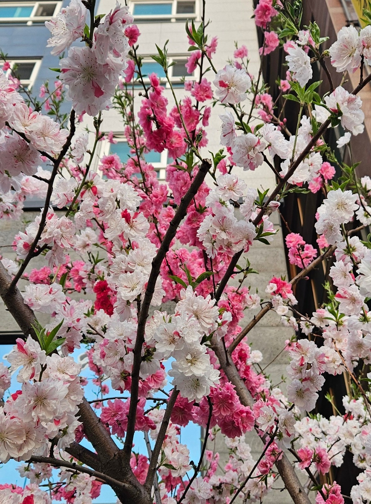 도화 이미지