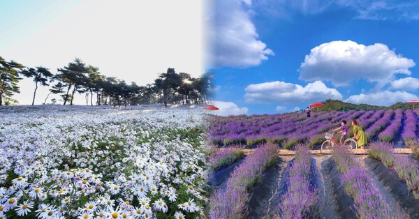 진코스 이미지