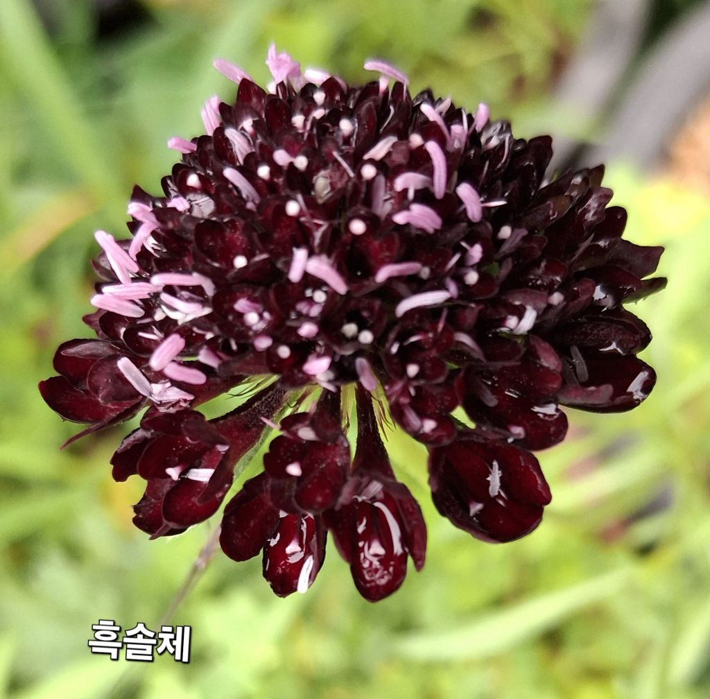 솔체 이미지