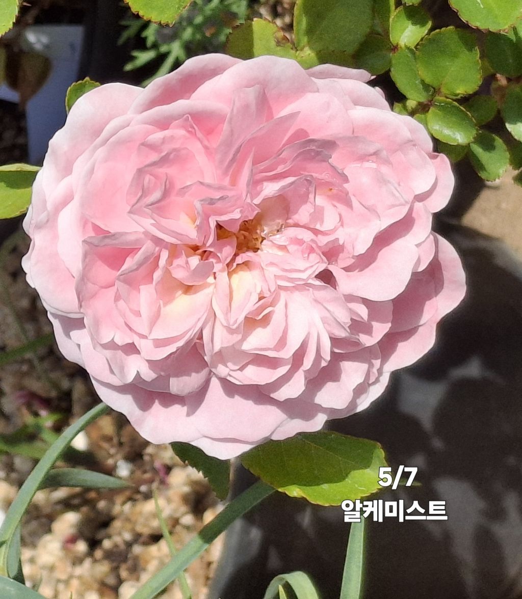 알케미스트 이미지