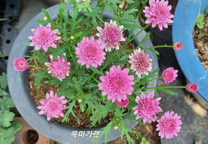 금자 이미지