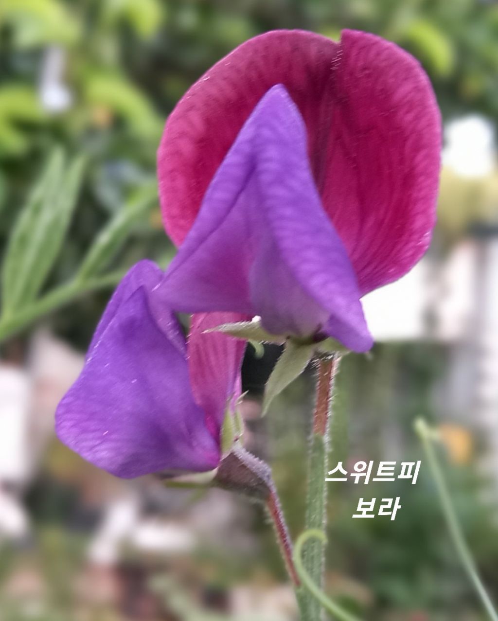 스위트피 이미지