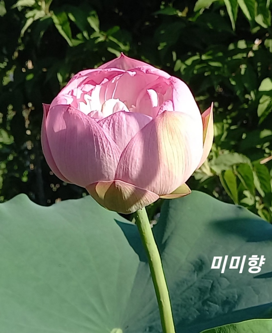 미미향 이미지