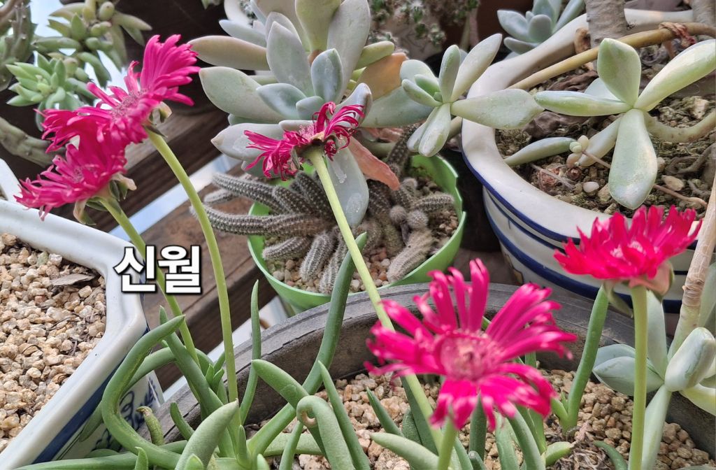 신월 이미지