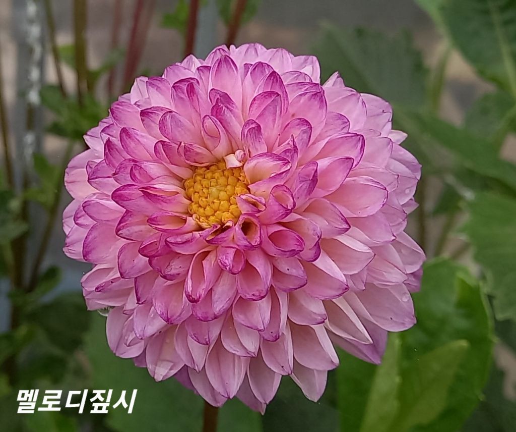 짚시 이미지