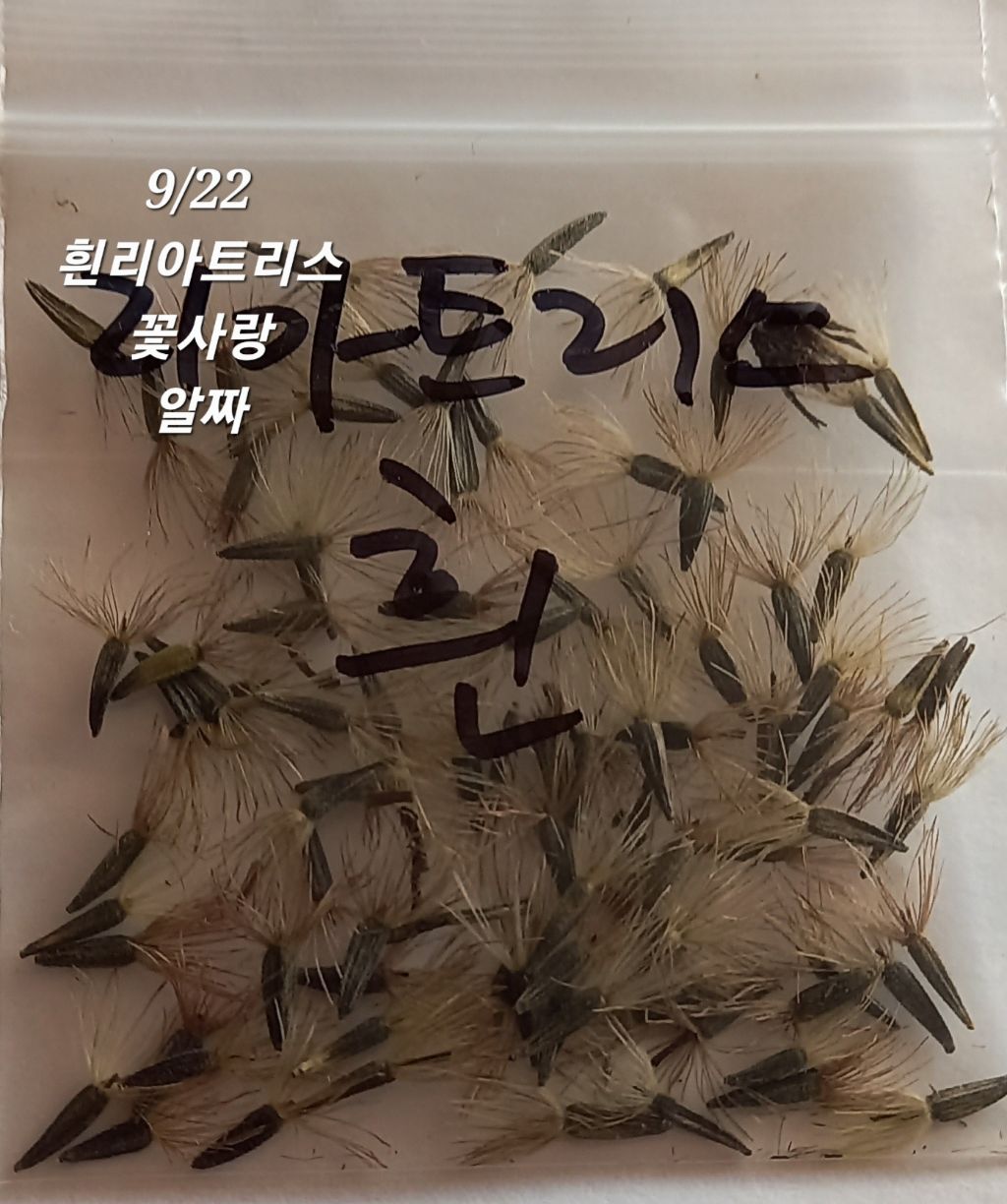 두콩 이미지