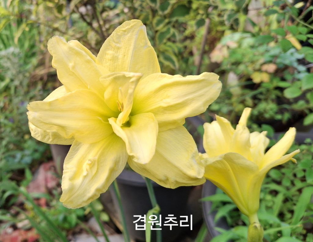 이쁜여우 이미지