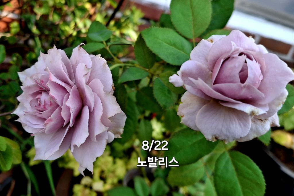 노발리스 이미지