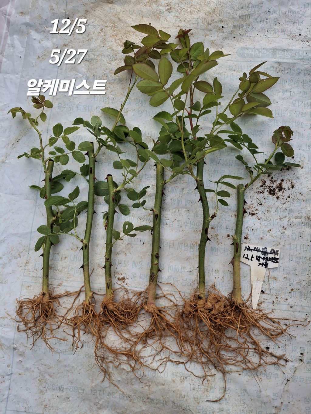 알케미스트 이미지