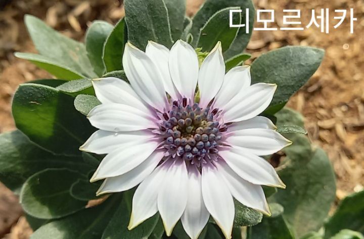 디모르 이미지