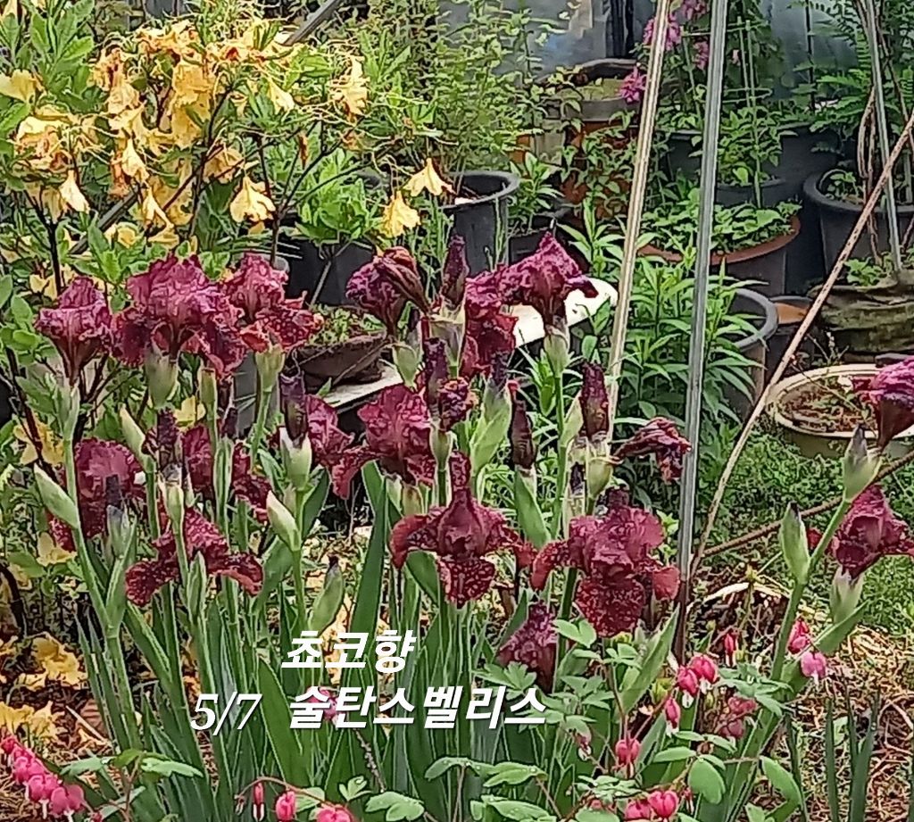 벨리스 이미지
