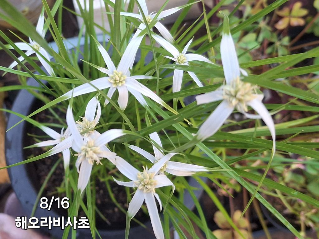 초록향기 이미지