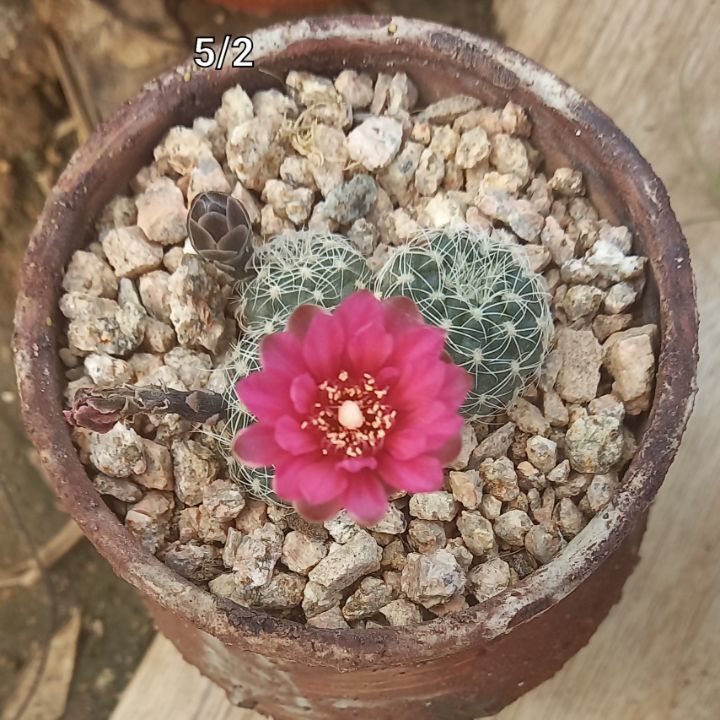 금자 이미지