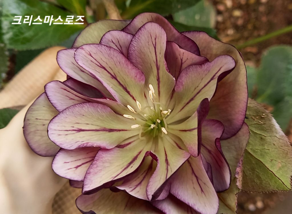 금자씨네 이미지