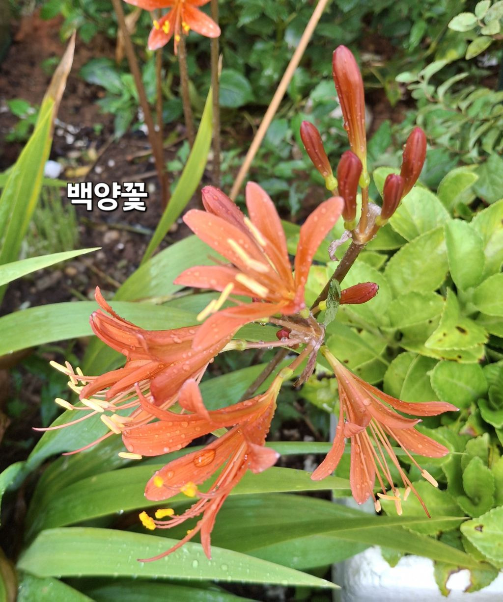 백양 이미지