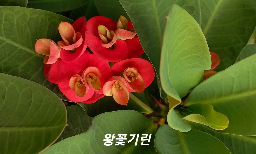 금자 이미지