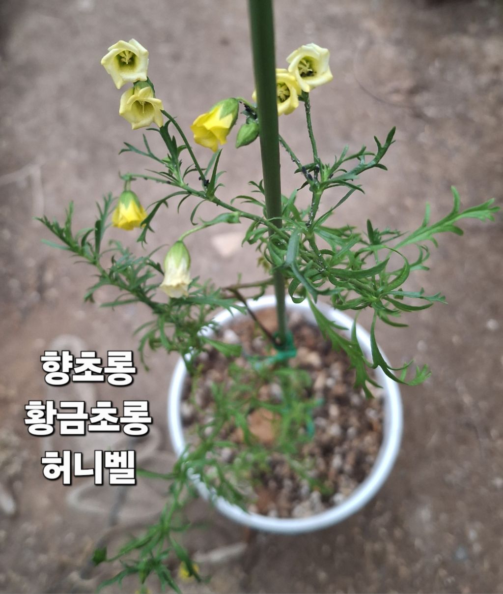 허니롱 이미지