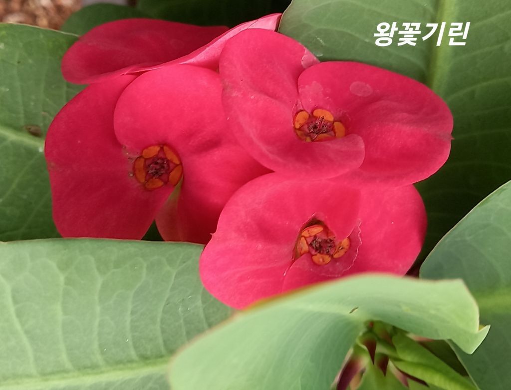 금자 이미지