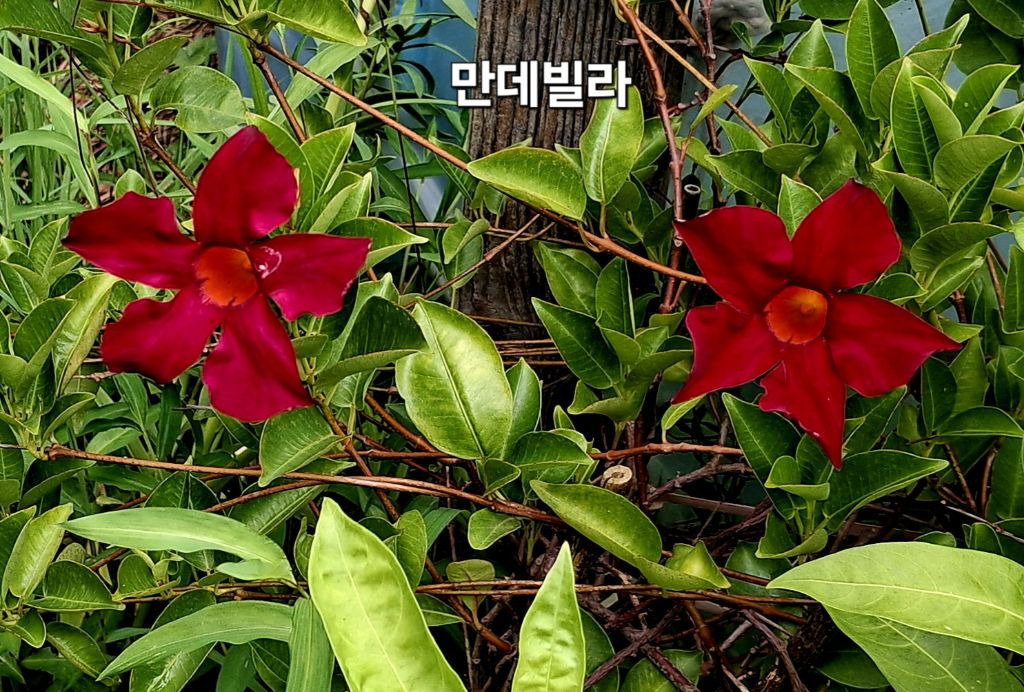 빨강 이미지