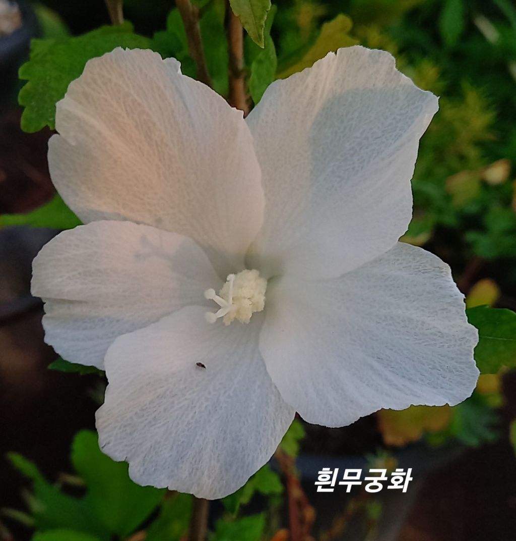 금자 이미지