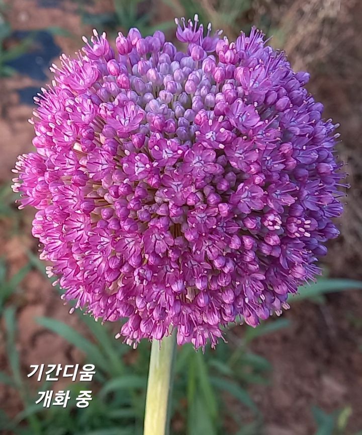 디움 이미지
