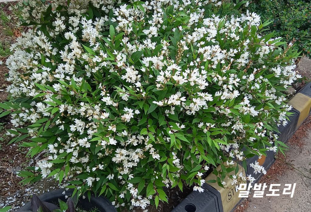 여장군 이미지