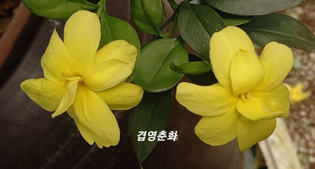 금자씨네 이미지
