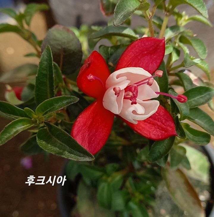 금자 이미지