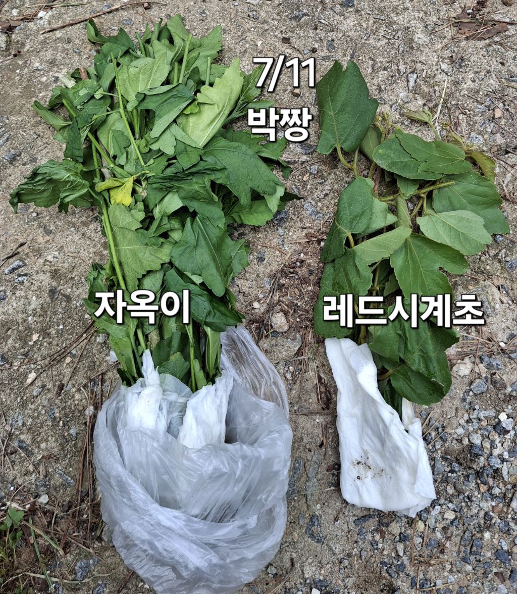 비티 이미지