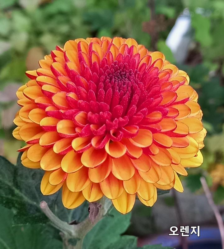폼폰 이미지