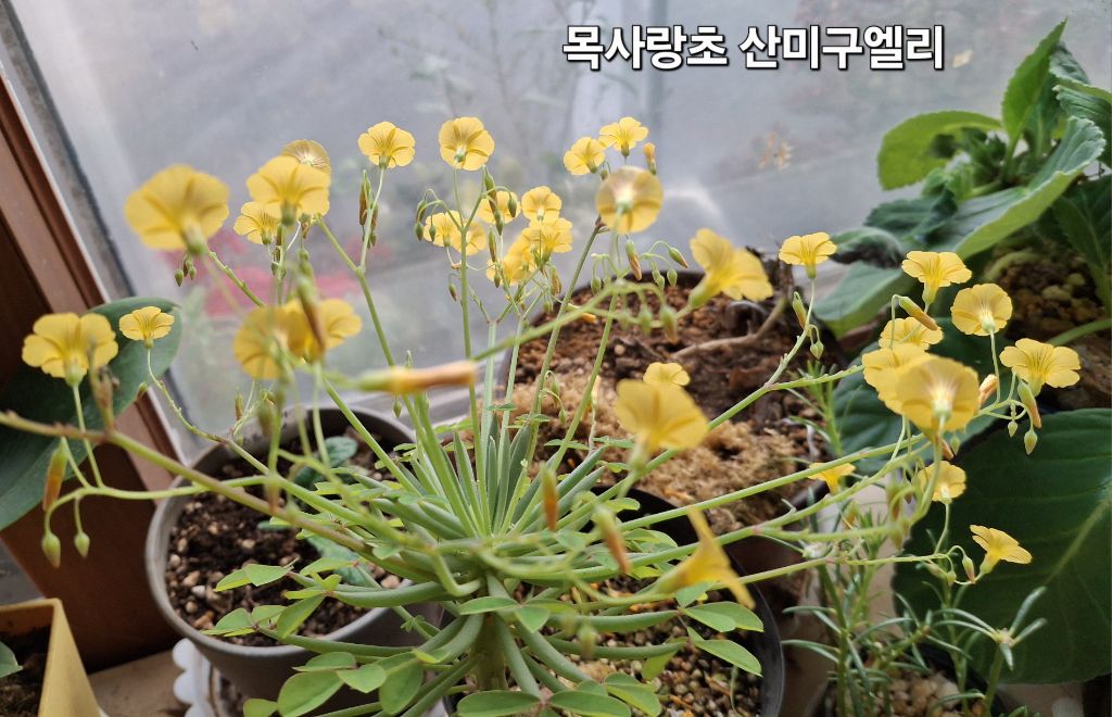 산미 이미지