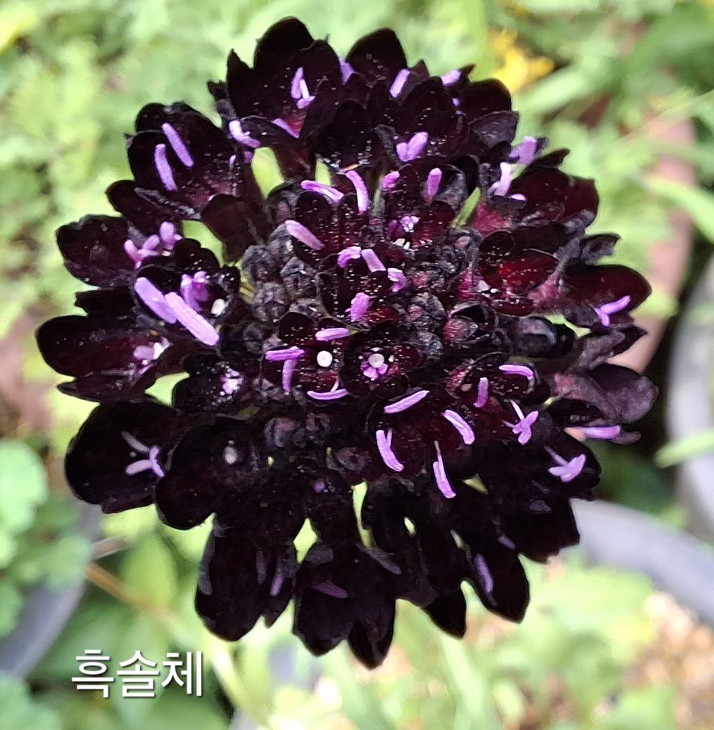 솔체 이미지
