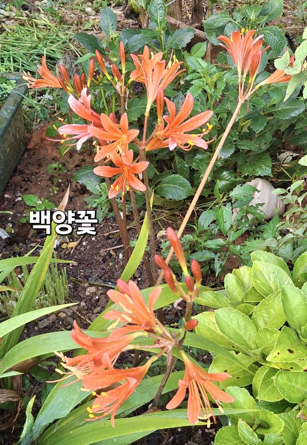 백양 이미지