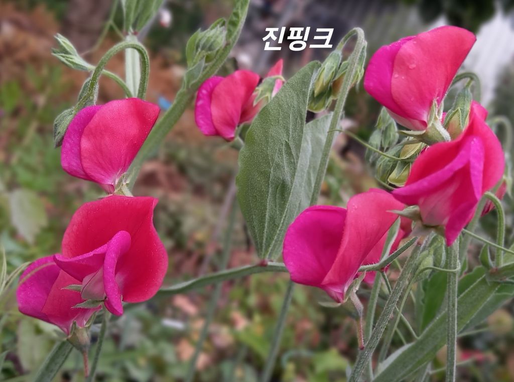스위트피 이미지