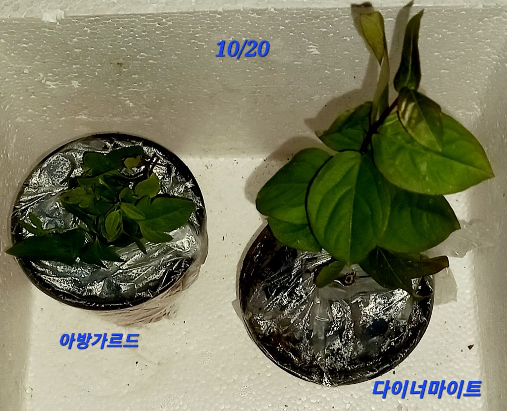 초록향기 이미지