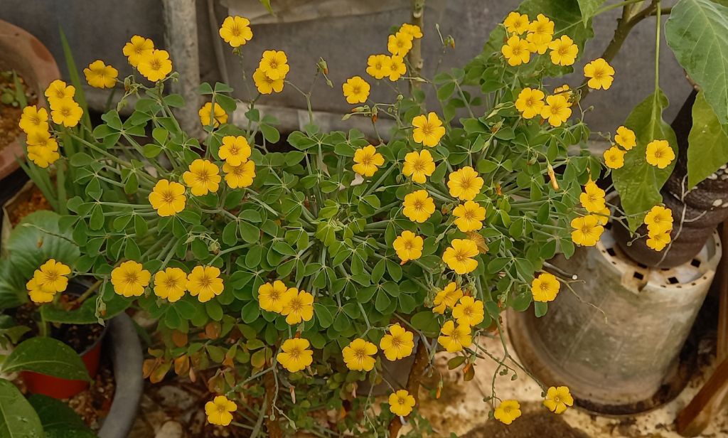 산미 이미지