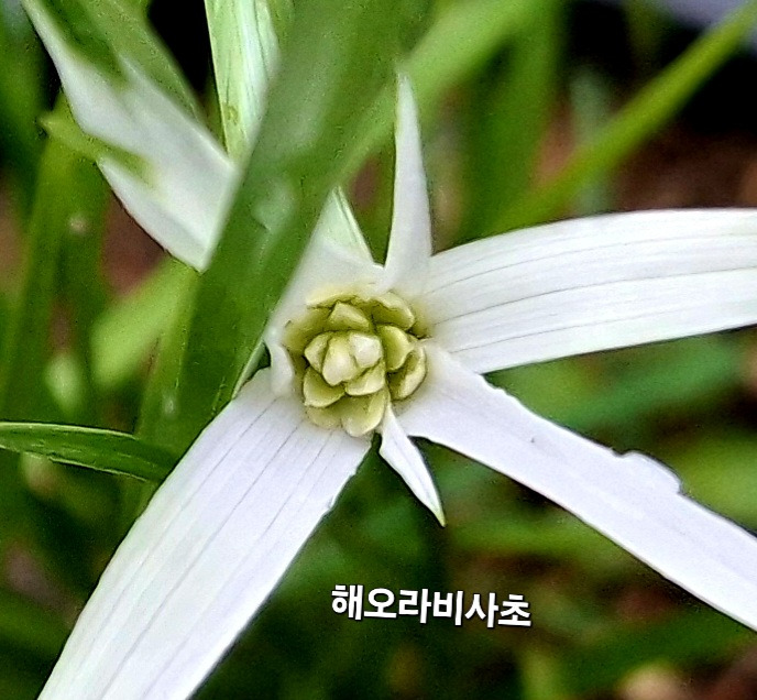 초록향기 이미지