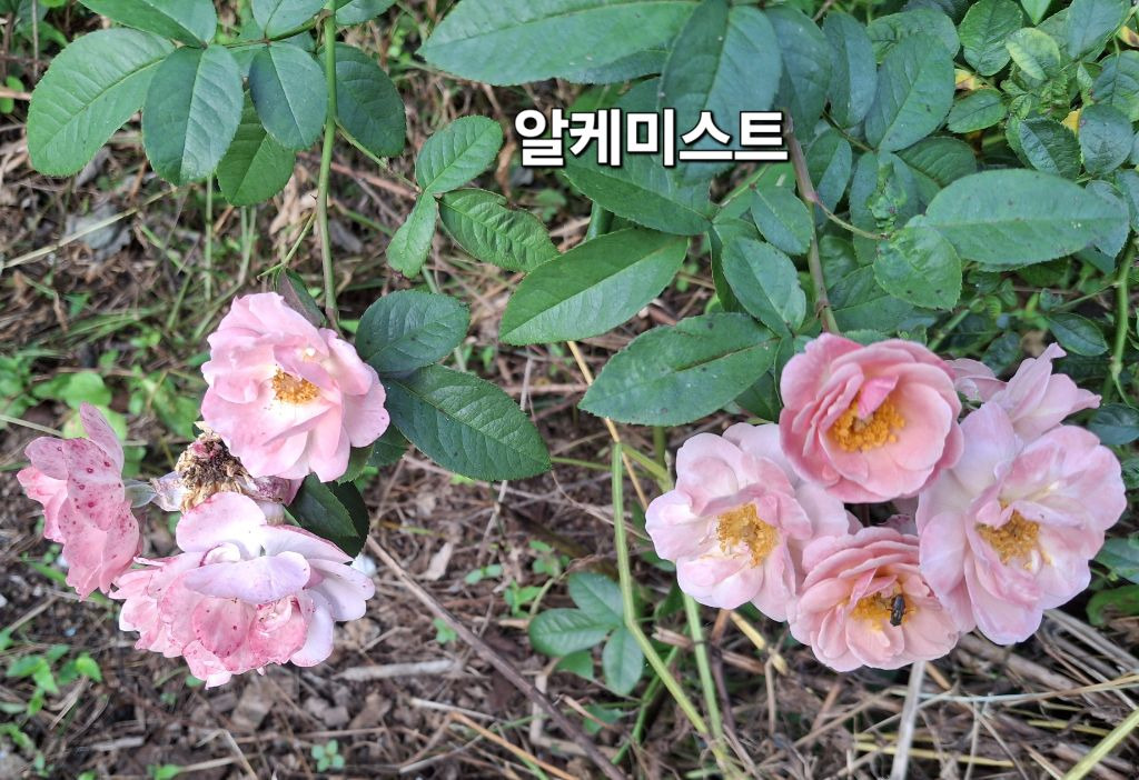 알케미스트 이미지