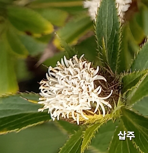 삽주 이미지