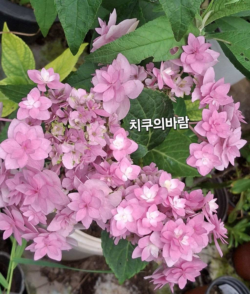 이쁜여우 이미지